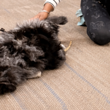 Therapy dog lying on floor with children's hands petting it in a medical office